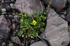Ranunculus sulphureus