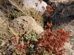 Sedum obtusatum