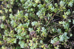 Suaeda novae-zelandiae