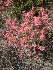 Erica gnaphaloides