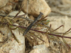 Geomantis larvoides