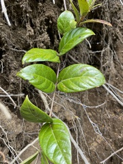 Elytropus chilensis