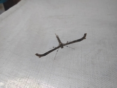 Pterophoridae