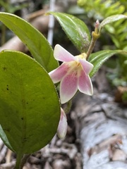 Elytropus chilensis