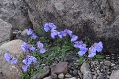 Polemonium boreale