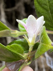 Elytropus chilensis