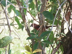Ramphocelus carbo