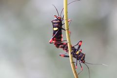 Schaeferocoris ecuadorensis