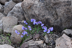 Polemonium boreale