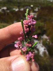 Erica gnaphaloides