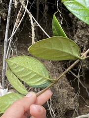 Elytropus chilensis