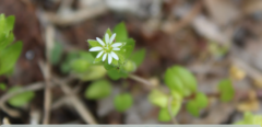 Stellaria media