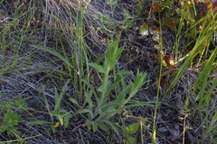 Hieracium scouleri