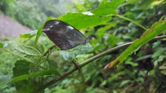 Dismorphia crisia lubina