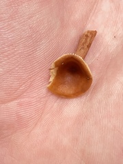 Lactarius subviscidus