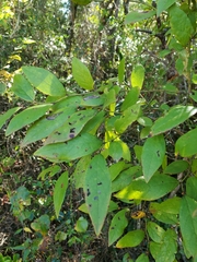 Planera aquatica
