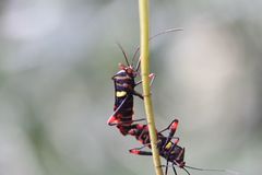 Schaeferocoris ecuadorensis