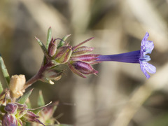 Ipomopsis multiflora