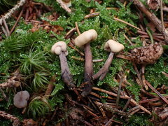 Cudonia circinans