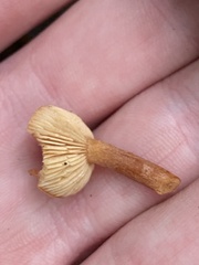 Lactarius subviscidus