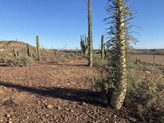 Fouquieria columnaris
