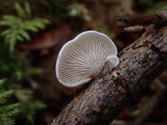 Panellus mitis