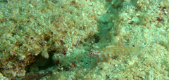 Eviota pictifacies