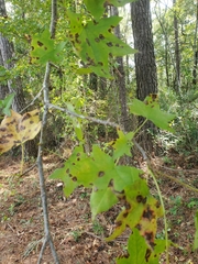 Liquidambar styraciflua