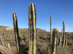 Lophocereus schottii