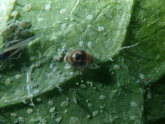 Aleyrodes proletella