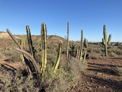 Lophocereus schottii
