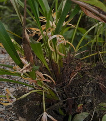 Maxillaria