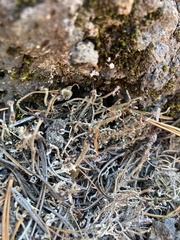 Cladonia ecmocyna