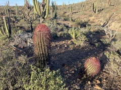 Ferocactus gracilis gracilis