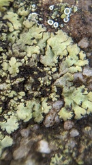 Phaeophyscia orbicularis