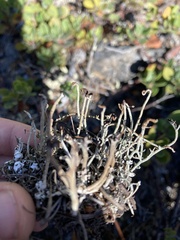 Cladonia ecmocyna