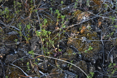 Arenaria serpyllifolia