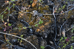 Arenaria serpyllifolia