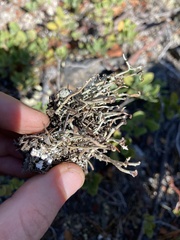 Cladonia ecmocyna