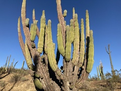 Pachycereus pringlei