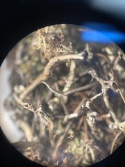 Cladonia ecmocyna