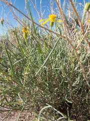 Senecio flaccidus flaccidus