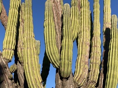 Pachycereus pringlei