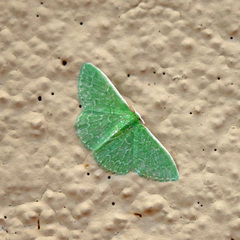 Synchlora frondaria
