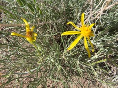 Senecio flaccidus flaccidus