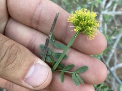 Prosopidastrum mexicanum
