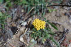 Achillea filipendulina