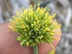 Prosopidastrum mexicanum