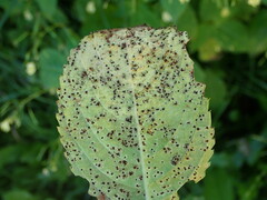Puccinia komarovii