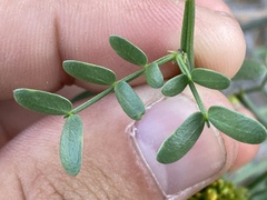 Prosopidastrum mexicanum